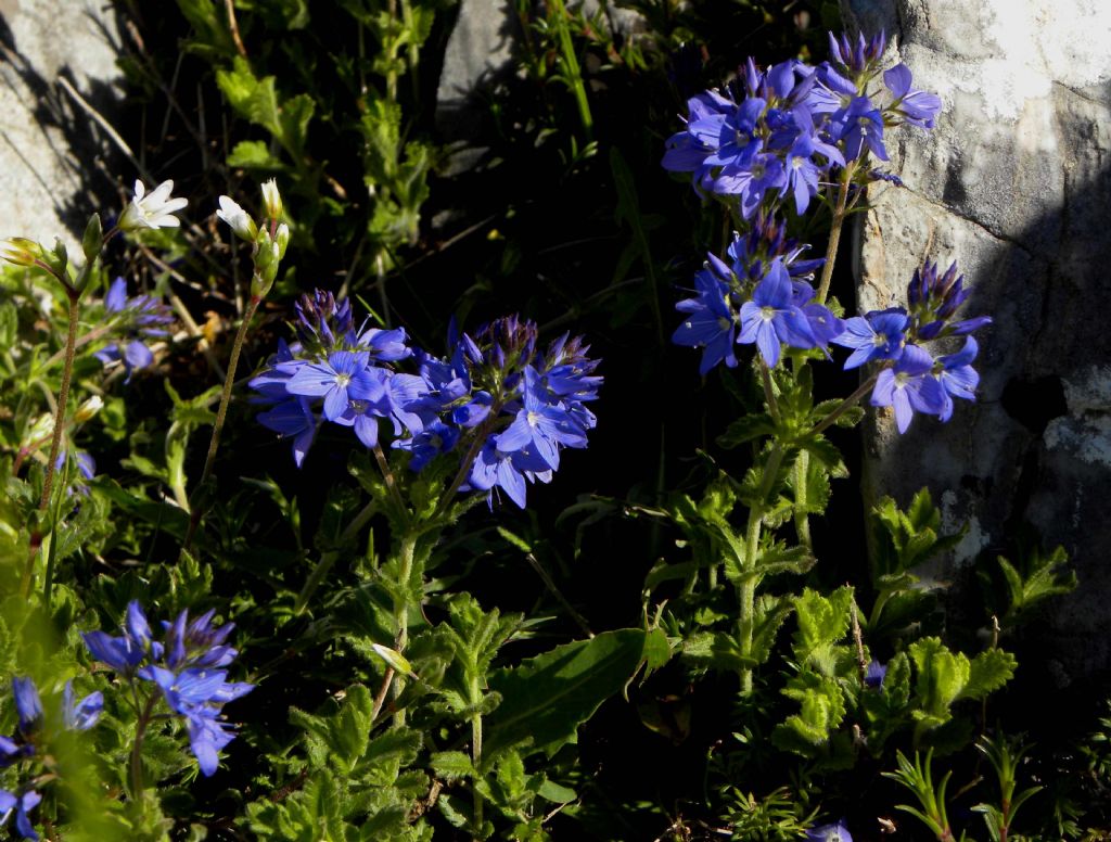 Alpi Apuane, veronica prostrata?